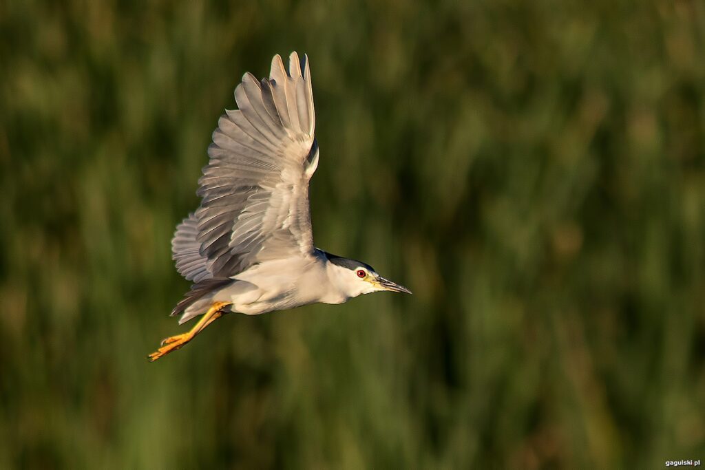 Ślepowron zwyczajny (Nycticorax nycticorax)