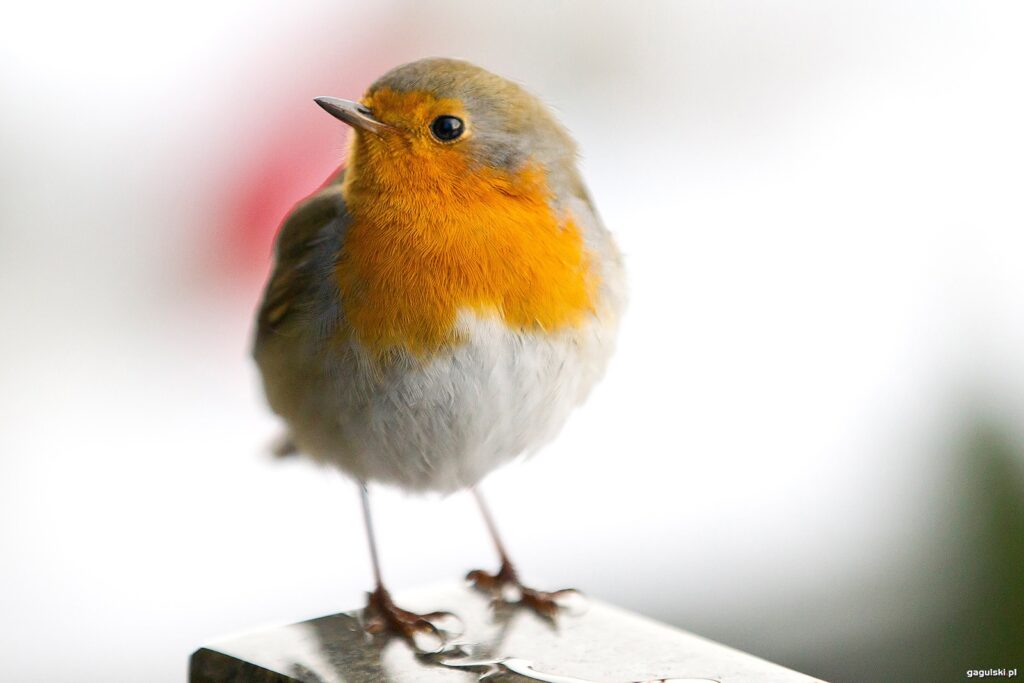 Rudzik zwyczajny (Erithacus rubecula)