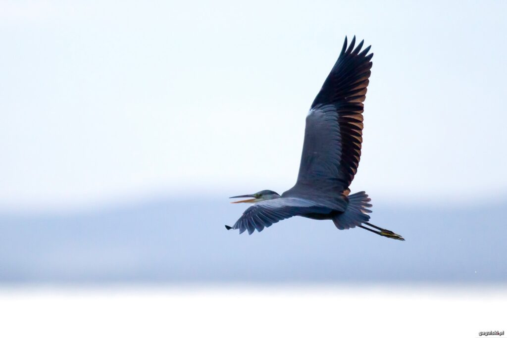 Czapla siwa (Ardea cinerea)