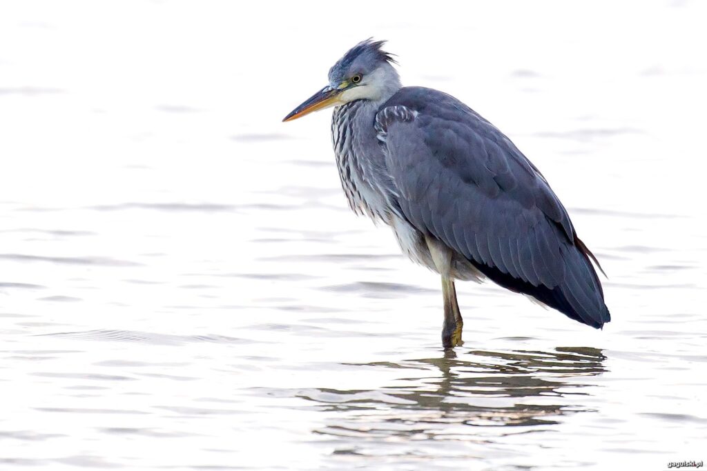 Czapla siwa (Ardea cinerea)