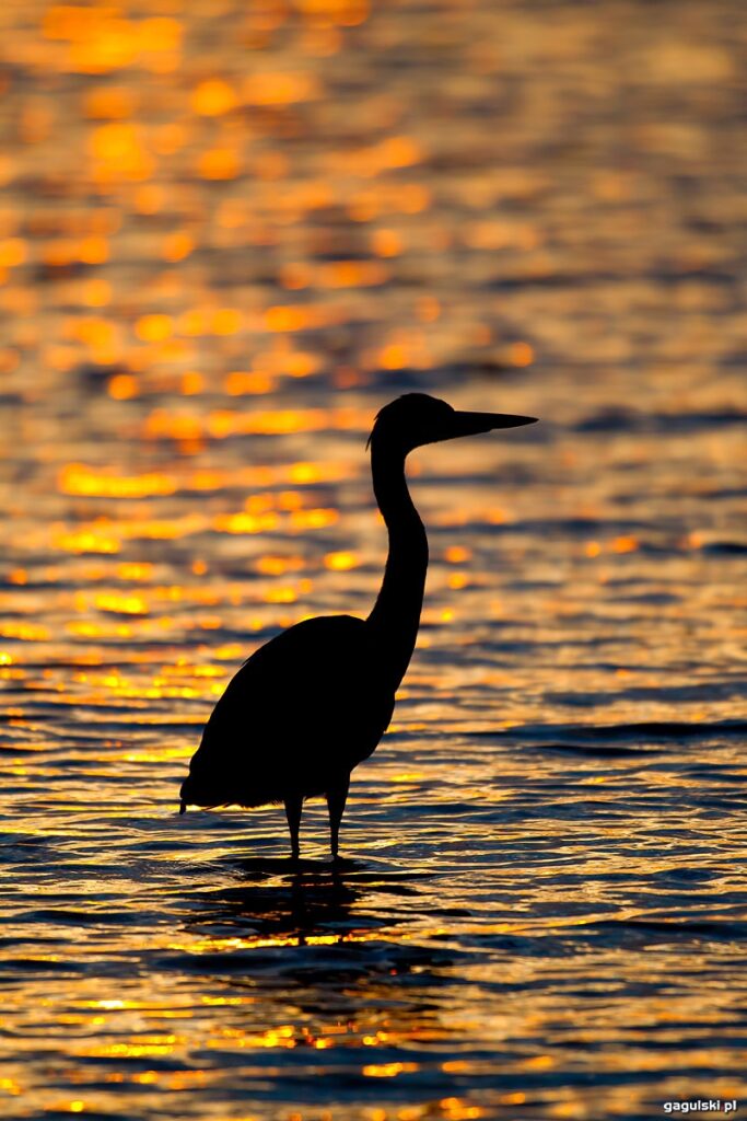 Czapla siwa (Ardea cinerea)