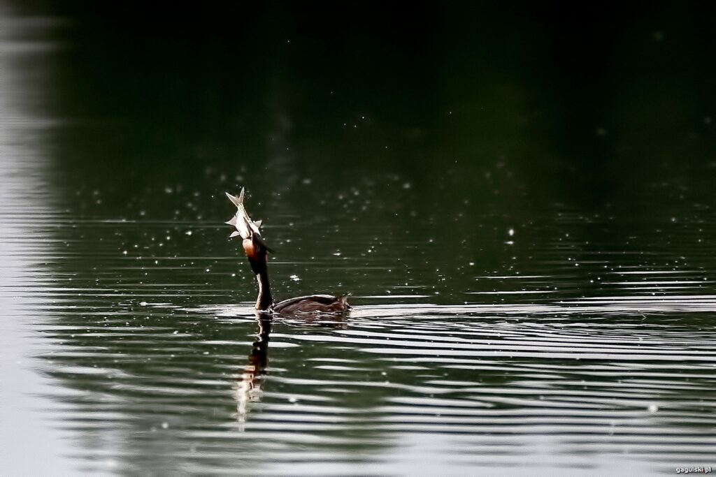 Perkoz dwuczuby (Podiceps cristatus)